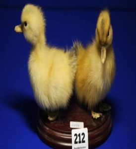 Taxidermy and Skulls